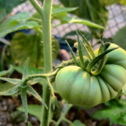 A tomato in the midst of growth